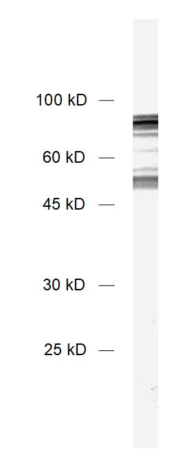 Synapsin1/2 Polyclonal rabbit purified antibody - image 1